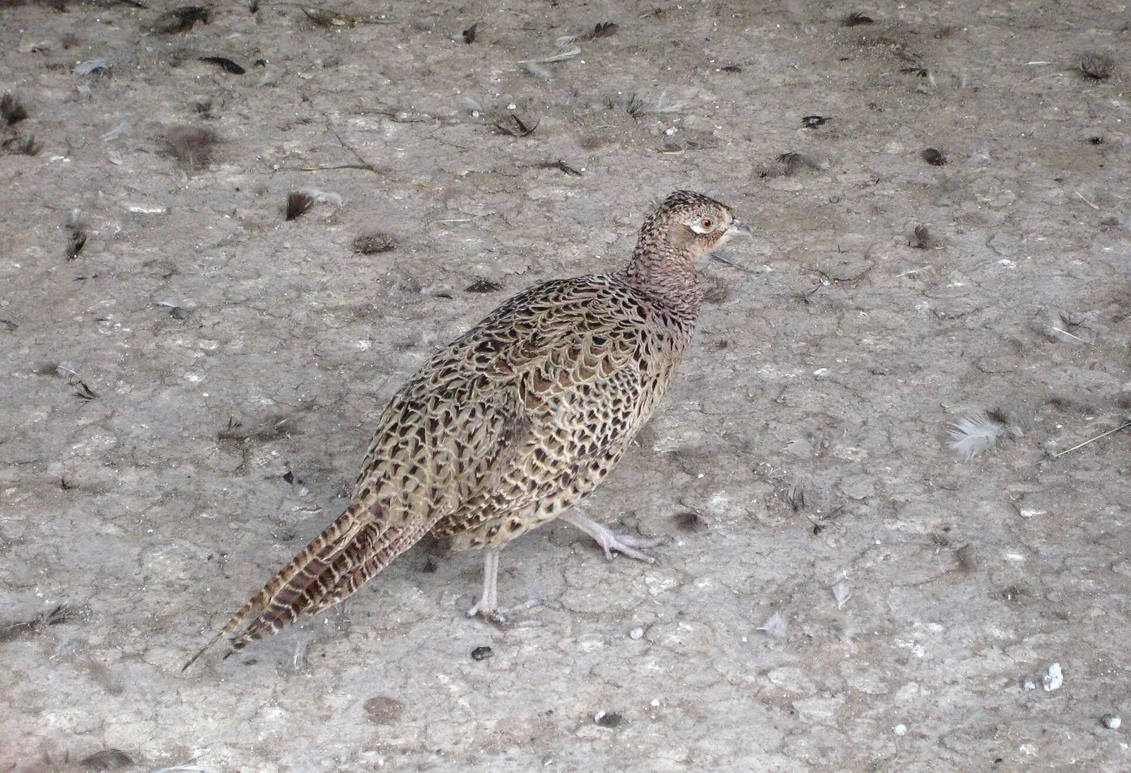Photo de faisan commun (Phasianus colchicus) — gibier à plume de chasse, GIBIS dans le Nord