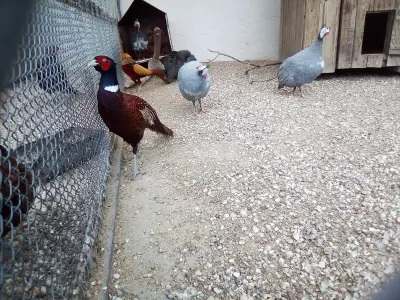 Faisan commun (Phasianus colchicus), gibier à plume de repeuplement — élevage GIBIS, livraison dans les Yvelines