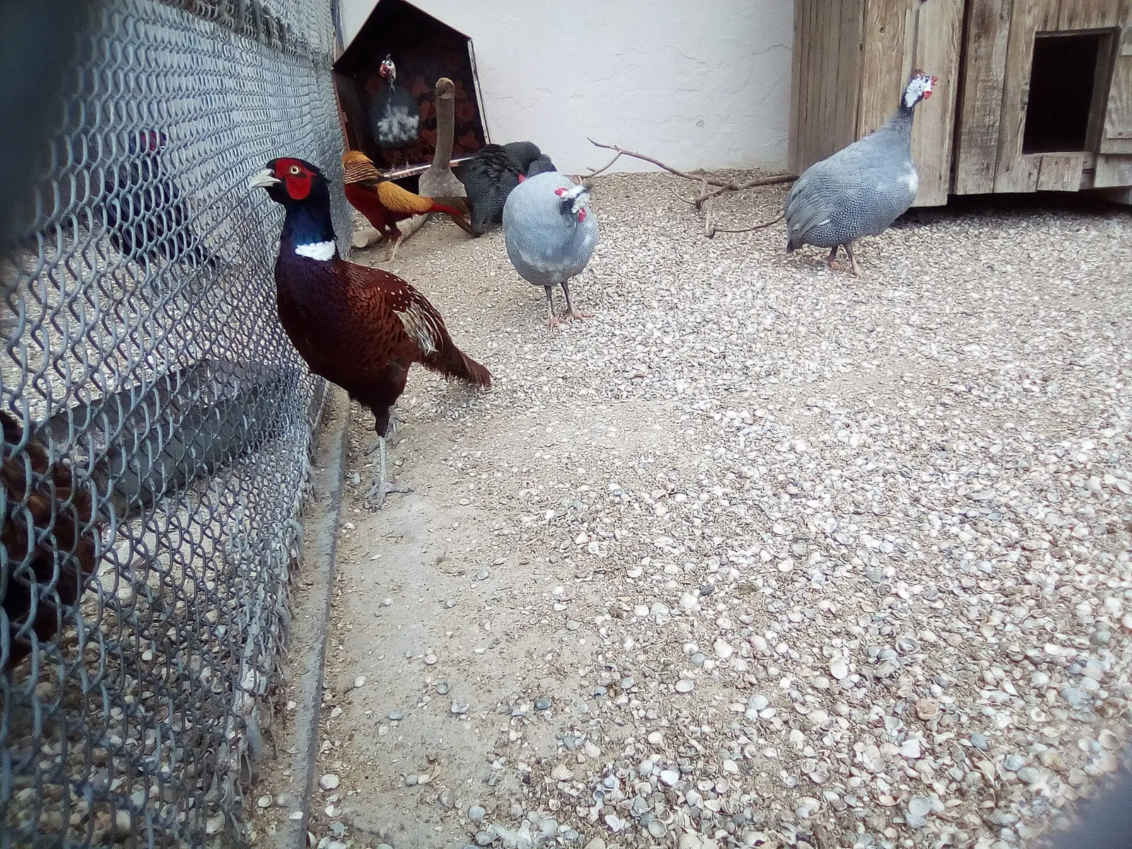 Faisan commun (Phasianus colchicus), gibier à plume de repeuplement — élevage GIBIS, livraison dans l' Oise