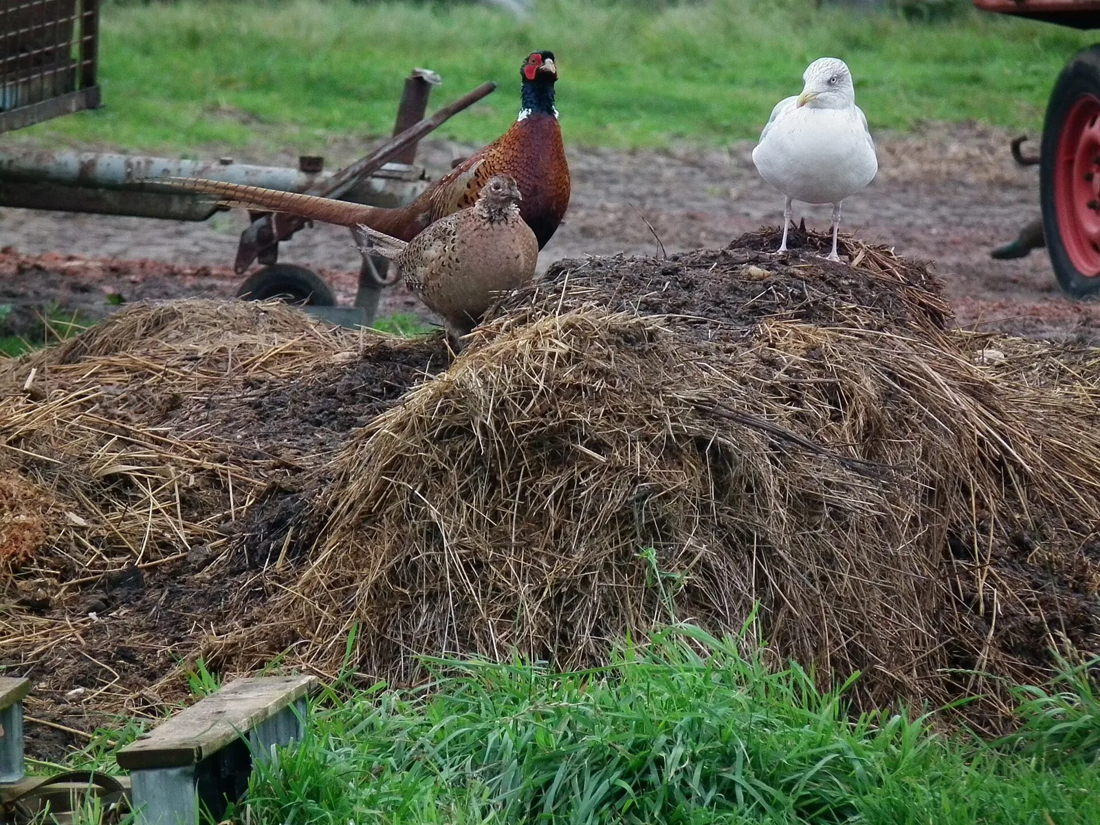 Faisan commun (Phasianus colchicus), gibier à plume de repeuplement — élevage GIBIS, livraison dans l' Indre
