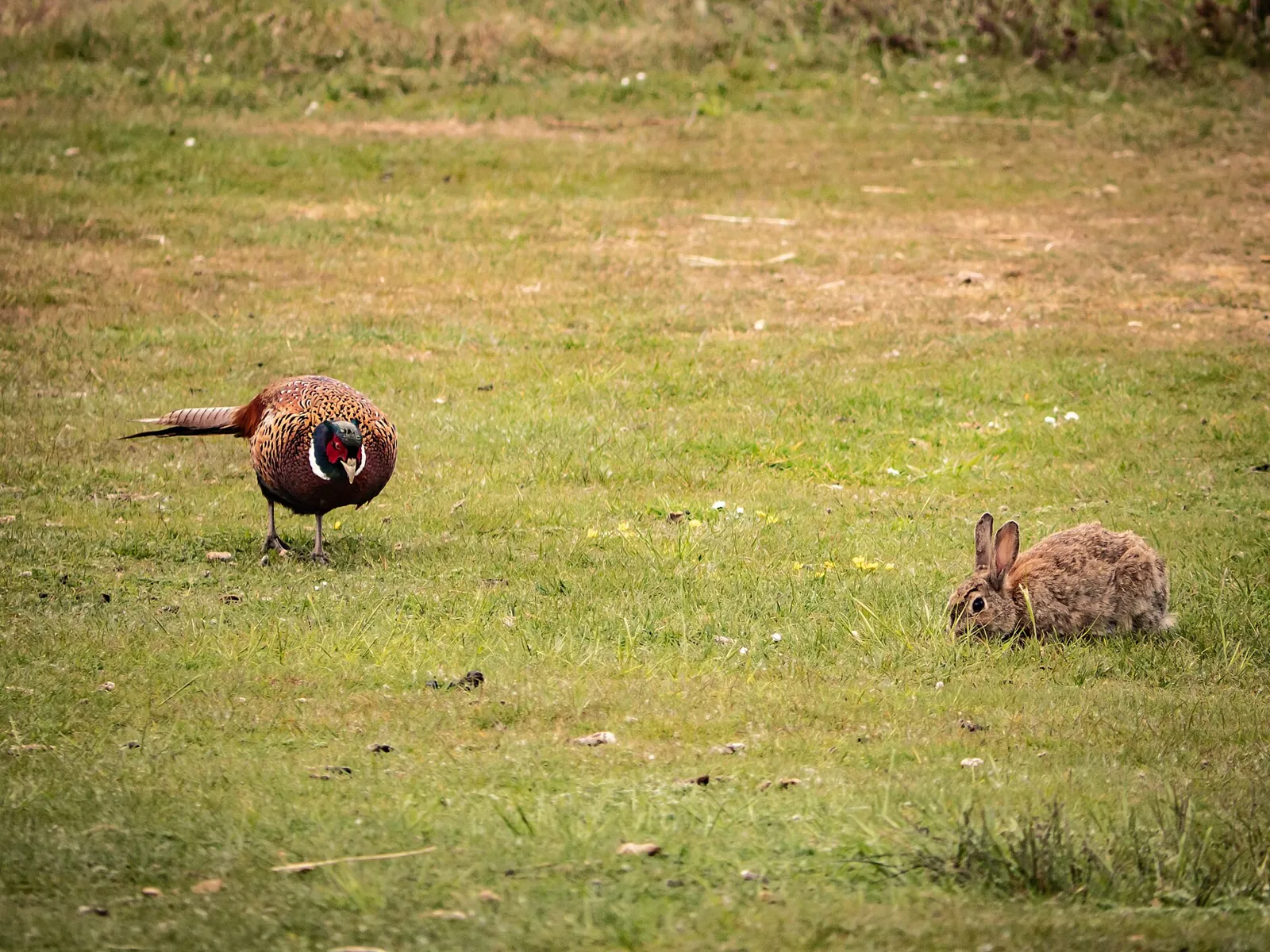 Photo de faisan commun (Phasianus colchicus) — gibier à plume de chasse, GIBIS dans le Cantal