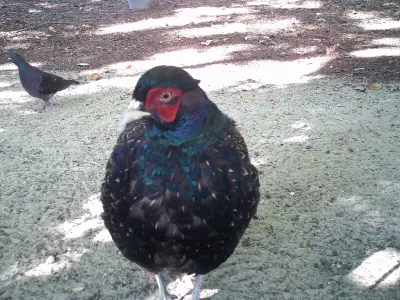 Faisan commun (Phasianus colchicus), gibier à plume de repeuplement — élevage GIBIS, livraison dans l' Eure