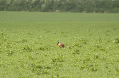 Faisan commun vivant pour ACCA et sociétés de chasse dans l' Orne — Phasianus colchicus