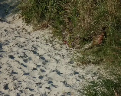 Faisan commun (Phasianus colchicus) — lâcher de repeuplement, élevage GIBIS dans la Manche