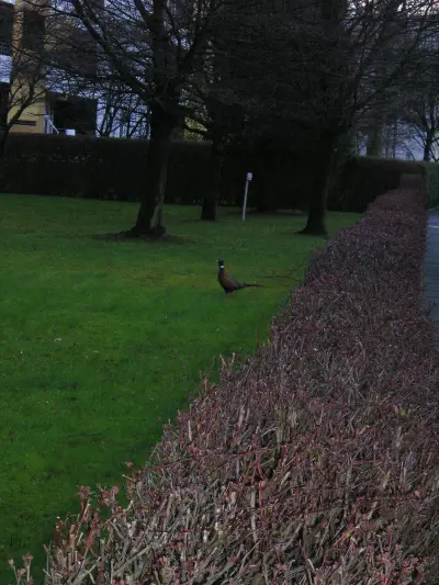 Faisan commun vivant pour ACCA et sociétés de chasse dans les Yvelines — Phasianus colchicus
