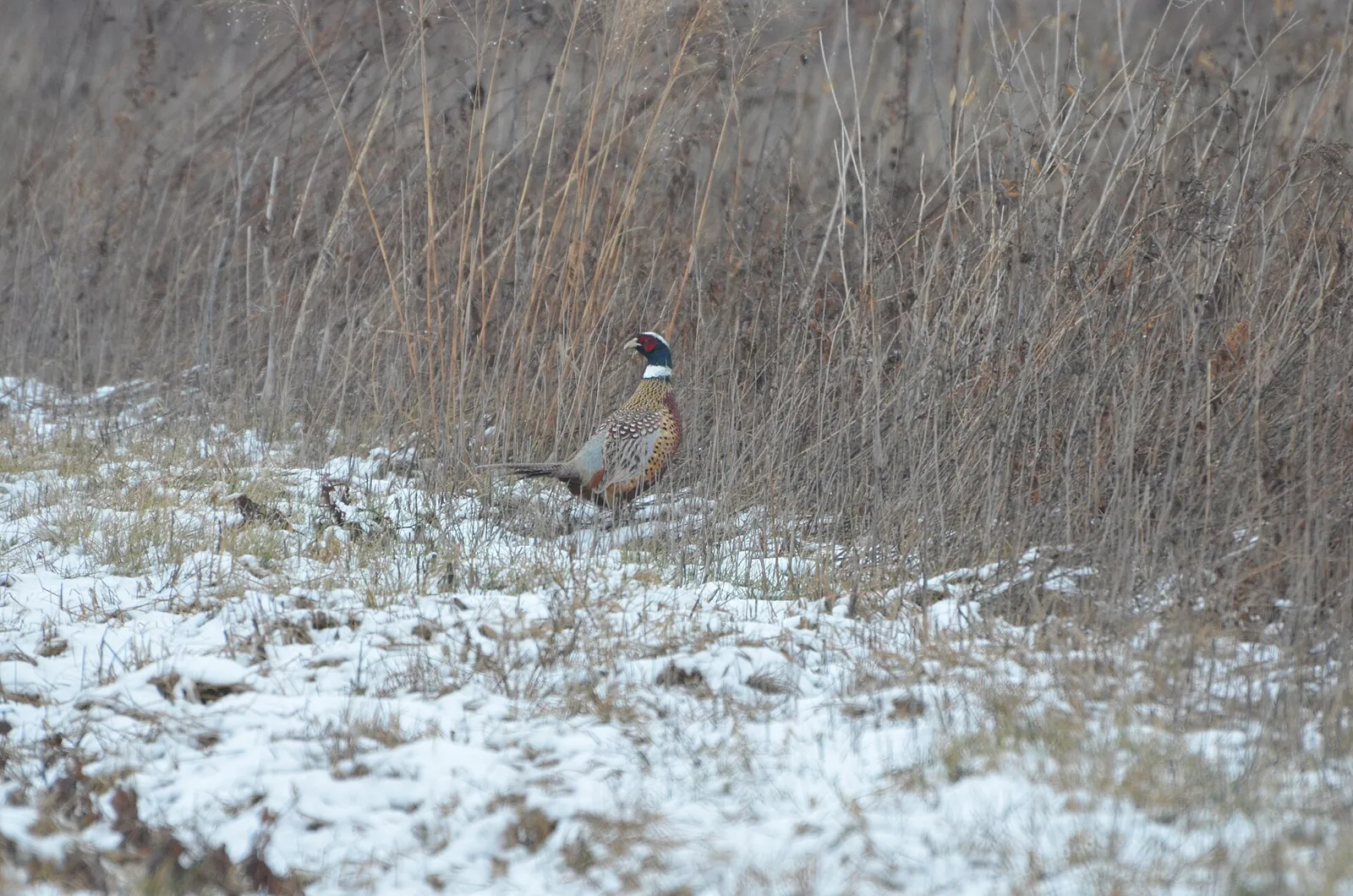 Gibier vivant pour ACCA et sociétés de chasse dans l'Indre