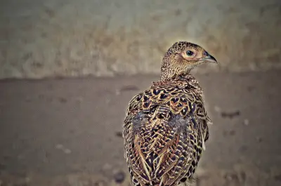 Faisan commun vivant pour ACCA et sociétés de chasse dans la Drôme — Phasianus colchicus
