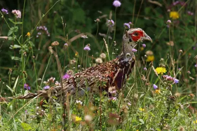 Faisan commun (Phasianus colchicus), gibier à plume de repeuplement — élevage GIBIS, livraison en Seine-et-Marne