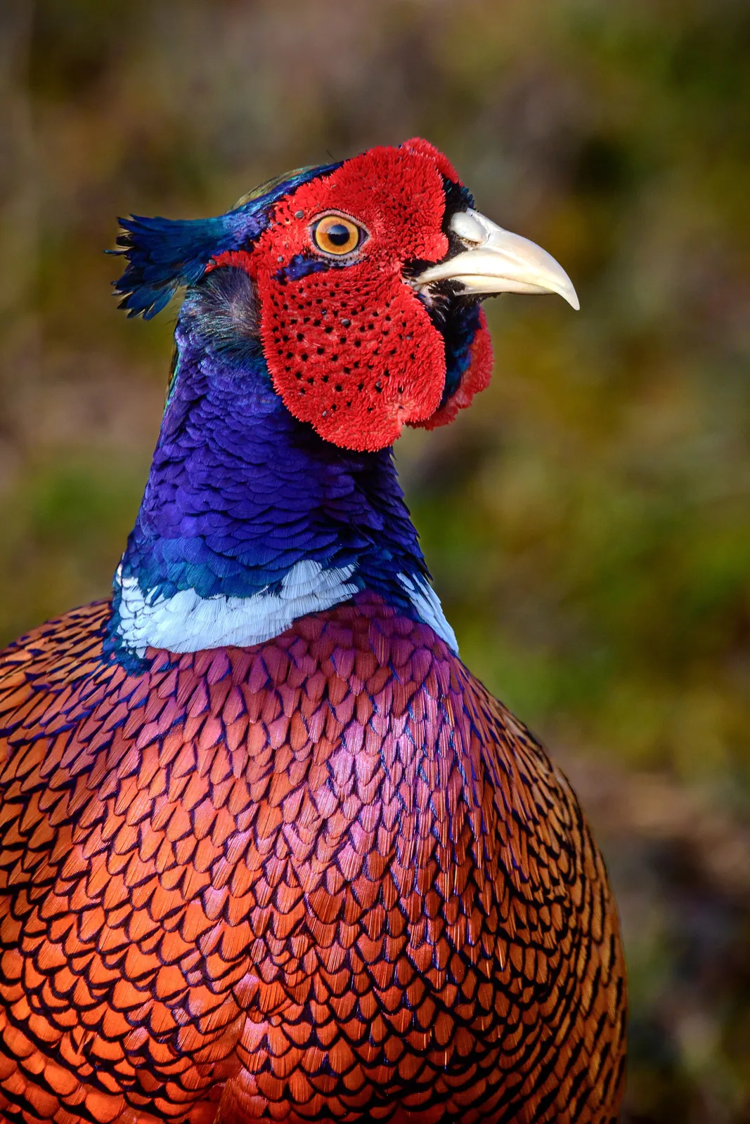 Gibier vivant pour ACCA et societes de chasse en Dordogne