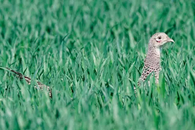 Photo de faisan commun (Phasianus colchicus) — gibier à plume de chasse, GIBIS dans l' Essonne