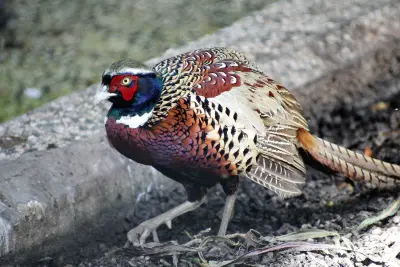 Faisan commun (Phasianus colchicus), gibier à plume de repeuplement — élevage GIBIS, livraison en Dordogne
