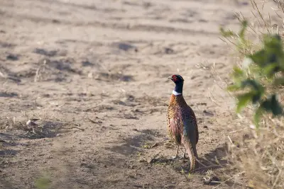Faisan commun (Phasianus colchicus), gibier à plume de repeuplement — élevage GIBIS, livraison dans le Nord