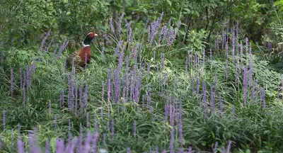 Faisan commun (Phasianus colchicus) — lâcher de repeuplement, élevage GIBIS dans la Nièvre