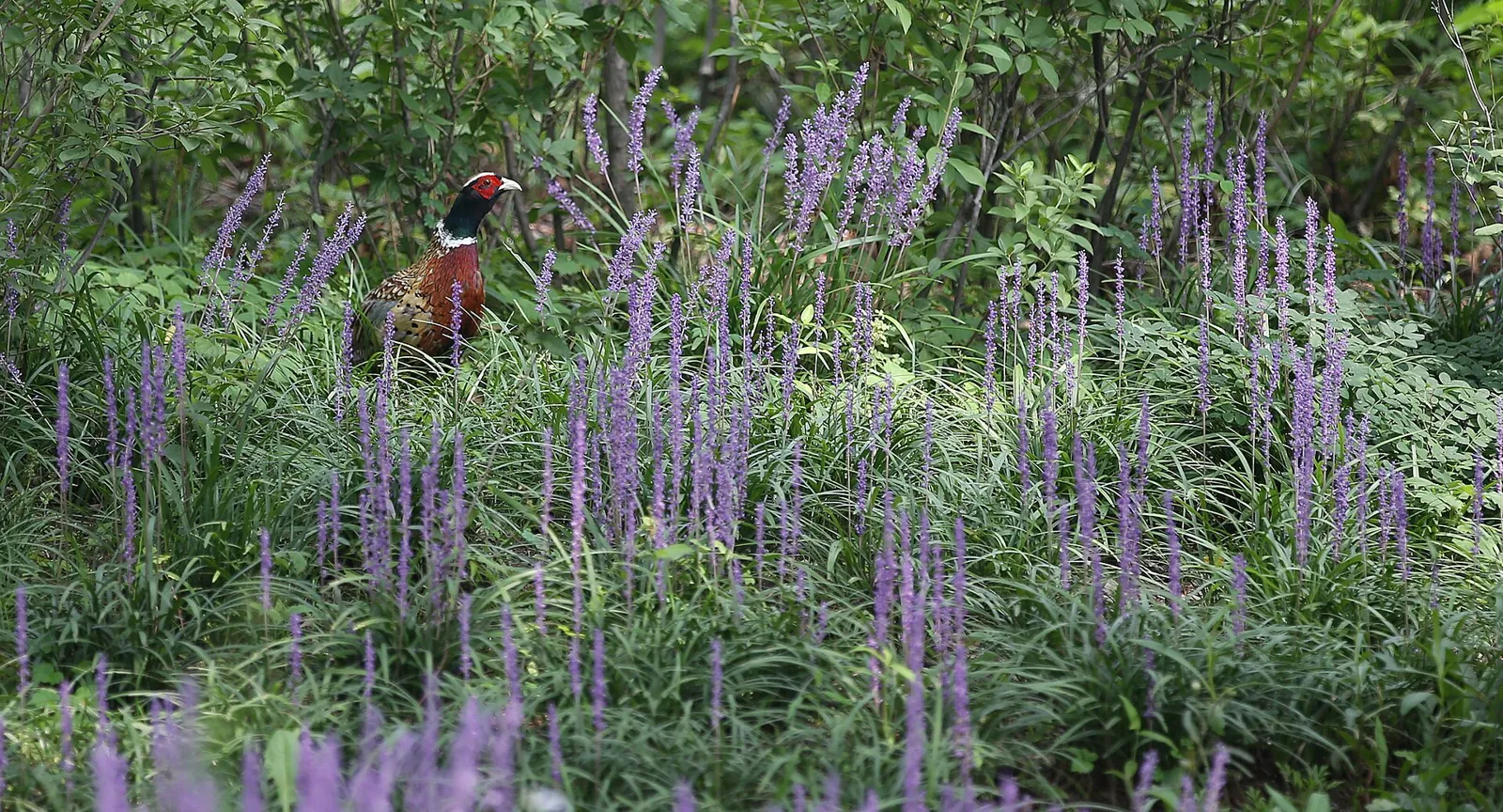 Photo de faisan commun (Phasianus colchicus) — gibier à plume de chasse, GIBIS dans la Meuse