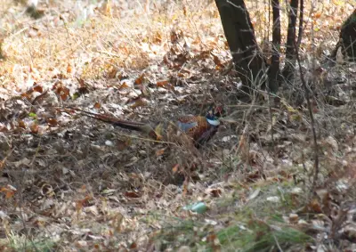 Photo de faisan commun (Phasianus colchicus) — gibier à plume de chasse, GIBIS dans la Drôme