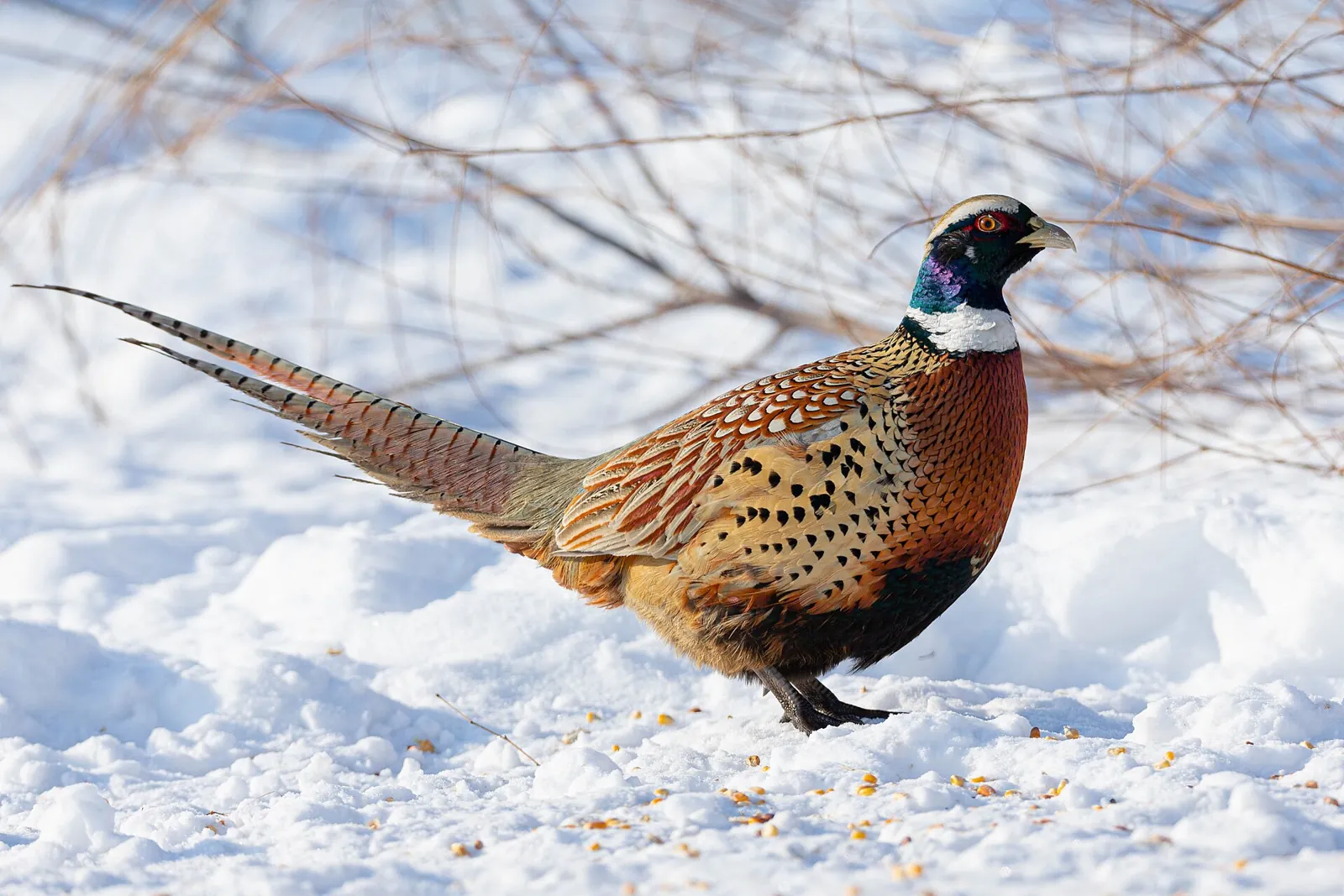 Faisan commun (Phasianus colchicus), gibier à plume de repeuplement — élevage GIBIS, livraison en Savoie