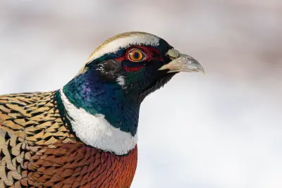 Photo de faisan commun (Phasianus colchicus) — gibier à plume de chasse, GIBIS dans le Gard