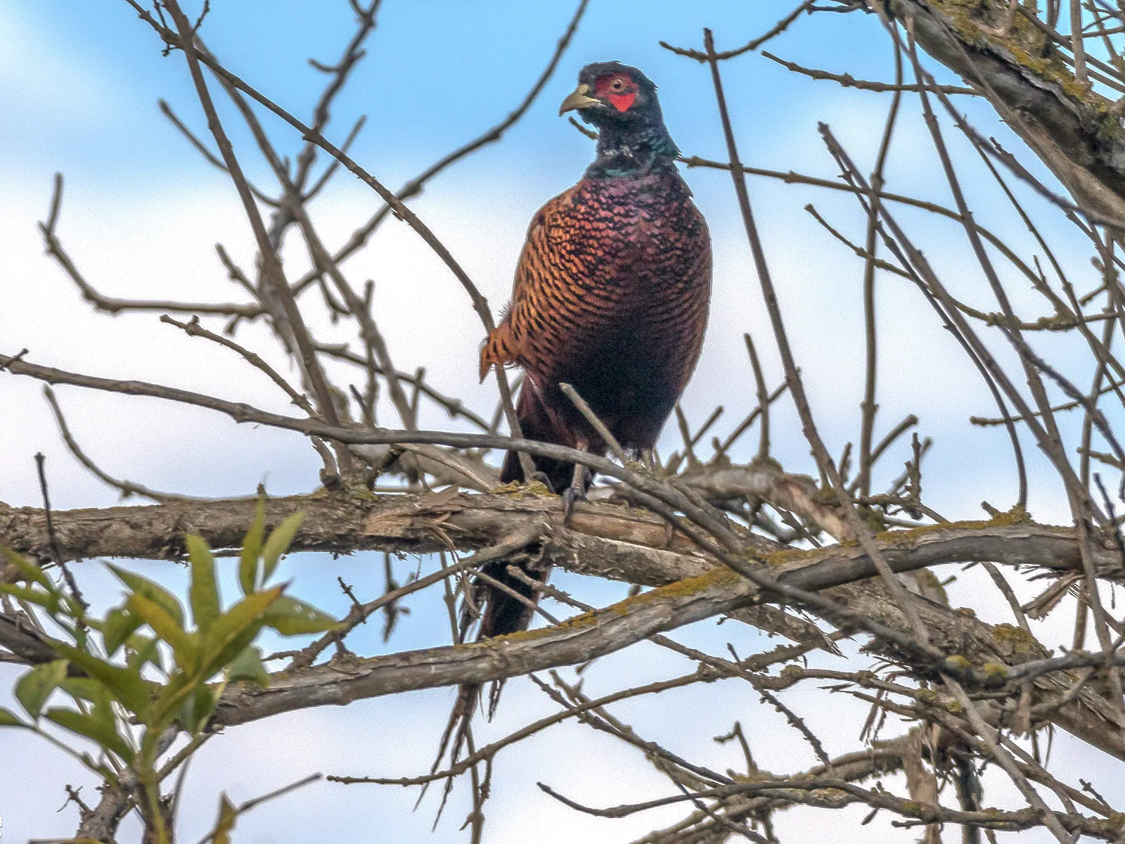 Faisan commun (Phasianus colchicus), gibier à plume de repeuplement — élevage GIBIS, livraison en Ariège