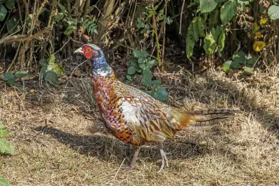 Faisan commun vivant pour ACCA et sociétés de chasse en Seine-et-Marne — Phasianus colchicus