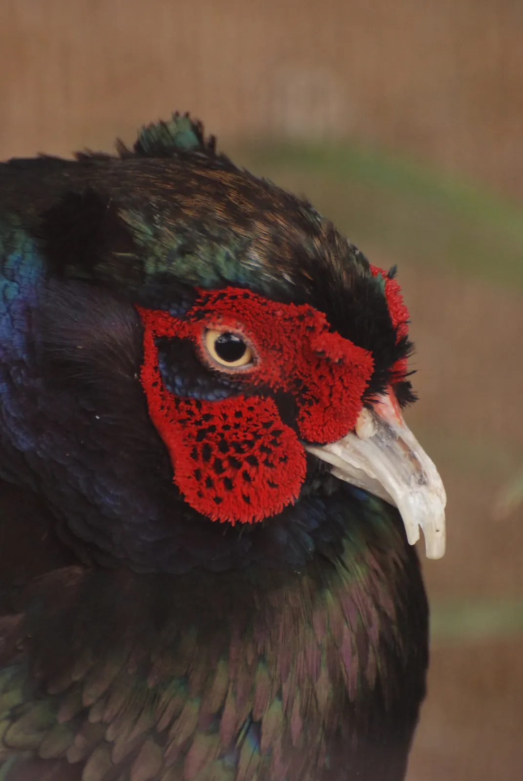 Photo de faisan commun (Phasianus colchicus) — gibier à plume de chasse, GIBIS dans l' Orne