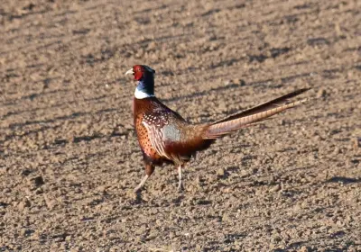 Faisan commun vivant pour ACCA et sociétés de chasse en Charente — Phasianus colchicus