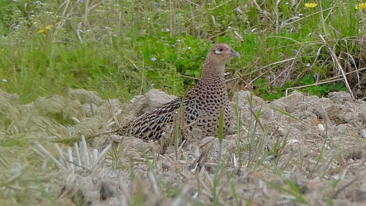 Photo de faisan commun (Phasianus colchicus) — gibier à plume de chasse, GIBIS dans les Yvelines