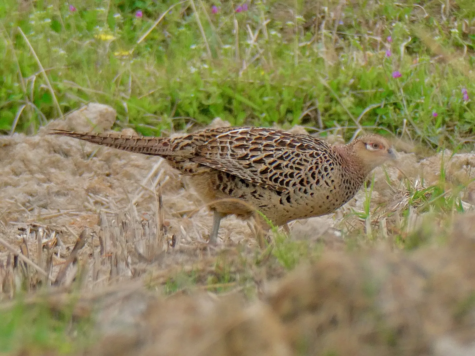 Photo de faisan commun (Phasianus colchicus) — gibier à plume de chasse, GIBIS en Haute-Corse