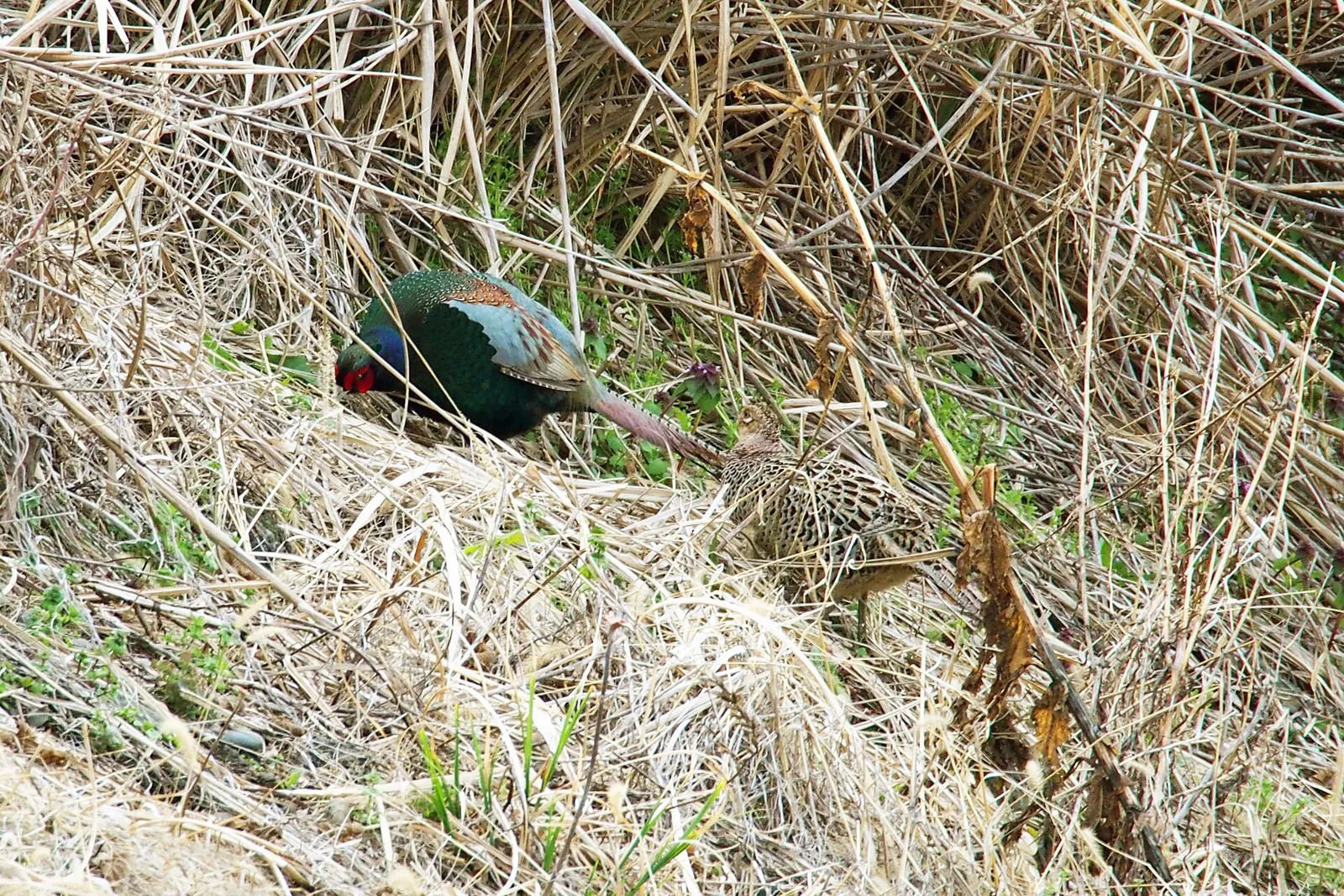 Faisan commun (Phasianus colchicus), gibier à plume de repeuplement — élevage GIBIS, livraison dans le Bas-Rhin