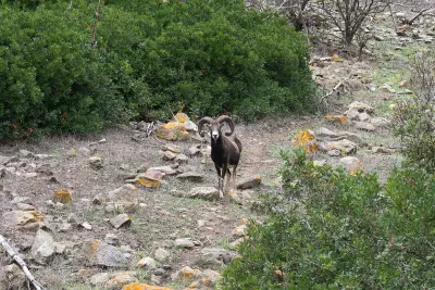 Mouflon méditerranéen de repeuplement, souche rustique — GIBIS livré dans la Drôme