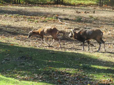 Photo de mouflon méditerranéen (Ovis gmelini musimon) — gibier à poil de chasse, GIBIS en Ariège