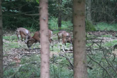 Photo de mouflon méditerranéen (Ovis gmelini musimon) — gibier à poil de chasse, GIBIS dans l' Orne