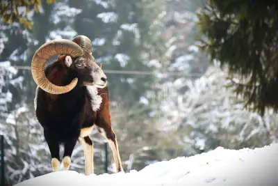 Photo de mouflon méditerranéen (Ovis gmelini musimon) — gibier à poil de chasse, GIBIS dans l' Aisne