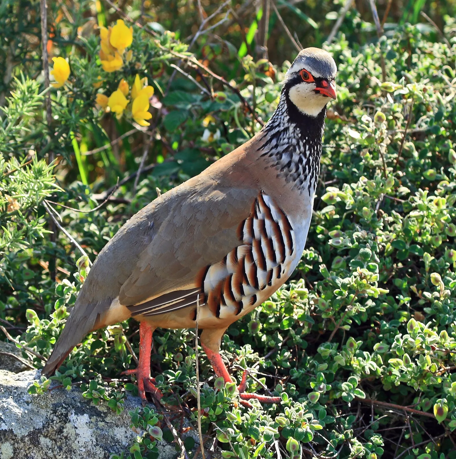 Perdrix rouge ou grise (Alectoris rufa / Perdix perdix), gibier à plume de repeuplement — élevage GIBIS, livraison dans le Doubs
