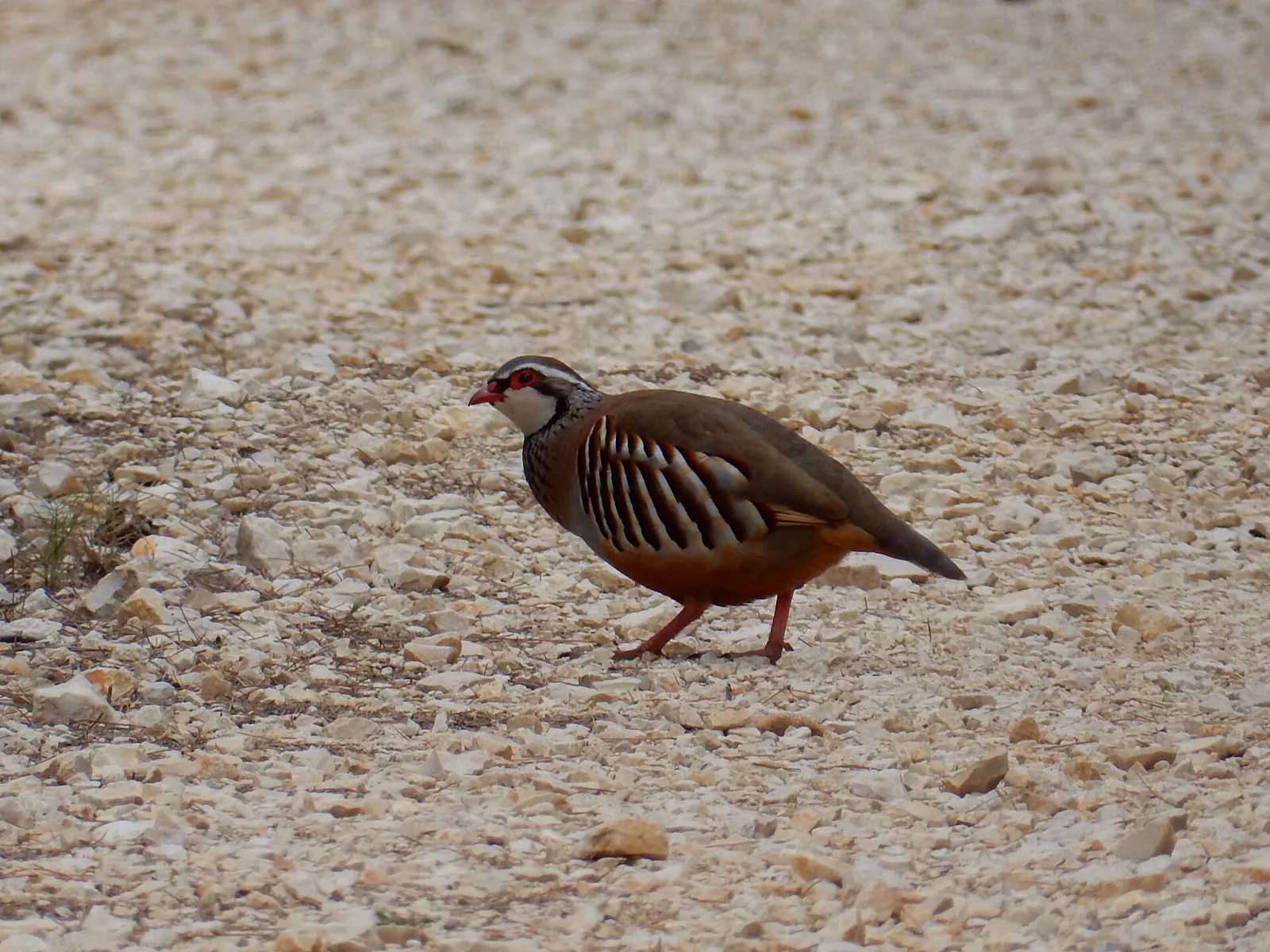 Perdrix rouge ou grise (Alectoris rufa / Perdix perdix), gibier à plume de repeuplement — élevage GIBIS, livraison en Haute-Saône