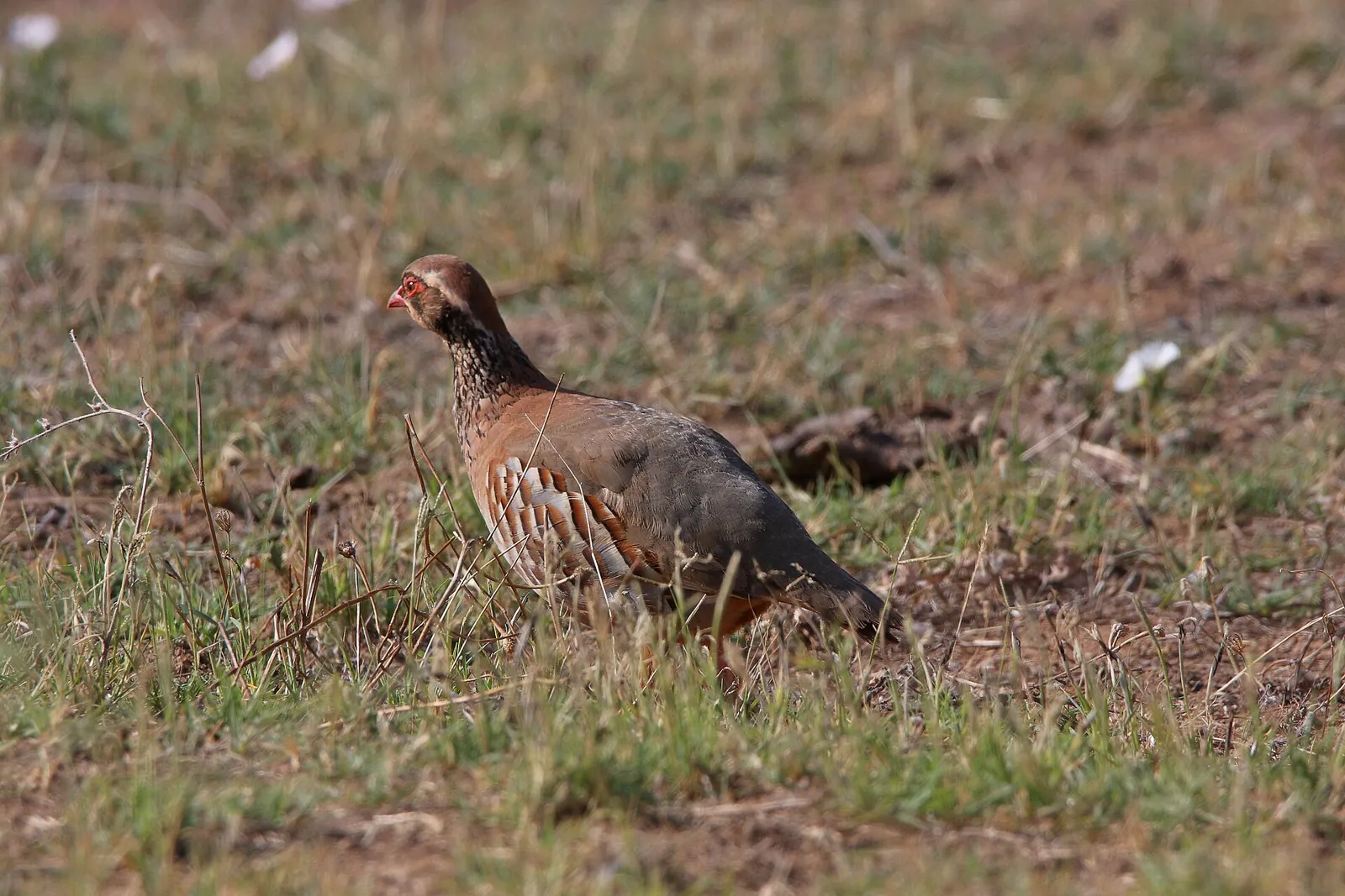 Perdrix rouge ou grise (Alectoris rufa / Perdix perdix), gibier à plume de repeuplement — élevage GIBIS, livraison dans l' Yonne