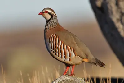 Perdrix rouge ou grise (Alectoris rufa / Perdix perdix) — lâcher de repeuplement, élevage GIBIS dans l' Aude
