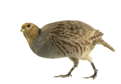 Perdrix rouge ou grise (Alectoris rufa / Perdix perdix) — lâcher de repeuplement, élevage GIBIS dans le Tarn-et-Garonne