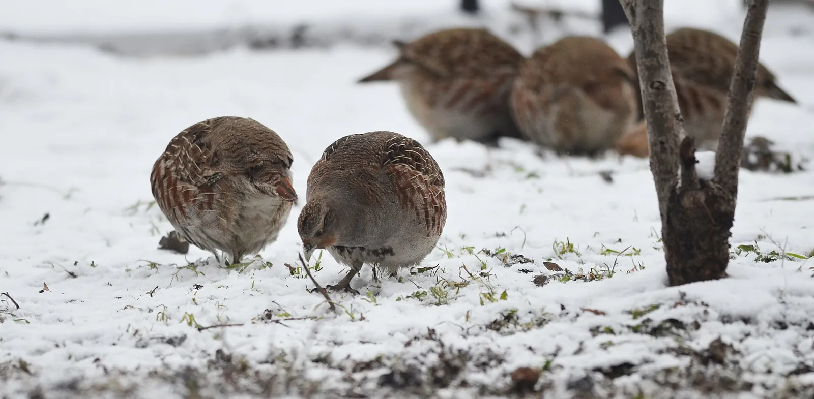 Photo de perdrix rouge ou grise (Alectoris rufa / Perdix perdix) — gibier à plume de chasse, GIBIS en Mayenne