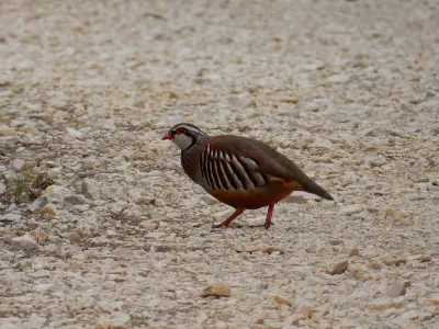 Perdrix rouge ou grise (Alectoris rufa / Perdix perdix) — lâcher de repeuplement, élevage GIBIS dans la Marne