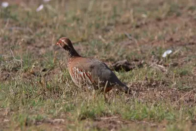 Perdrix rouge ou grise (Alectoris rufa / Perdix perdix), gibier à plume de repeuplement — élevage GIBIS, livraison dans la Meuse