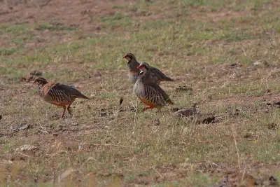 Perdrix rouge ou grise (Alectoris rufa / Perdix perdix) — lâcher de repeuplement, élevage GIBIS dans le Bas-Rhin