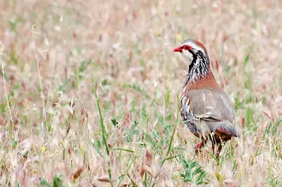 Perdrix rouge ou grise (Alectoris rufa / Perdix perdix) — lâcher de repeuplement, élevage GIBIS dans le Doubs