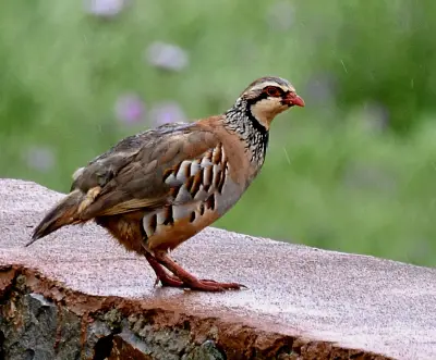 Perdrix rouge ou grise (Alectoris rufa / Perdix perdix) — lâcher de repeuplement, élevage GIBIS en Côte-d'Or