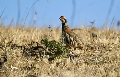 Perdrix rouge ou grise (Alectoris rufa / Perdix perdix) — lâcher de repeuplement, élevage GIBIS dans l' Yonne