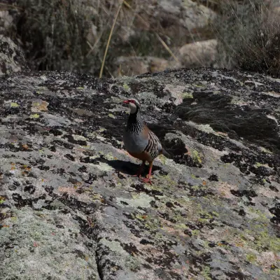 Perdrix rouge ou grise (Alectoris rufa / Perdix perdix) — lâcher de repeuplement, élevage GIBIS dans la Sarthe