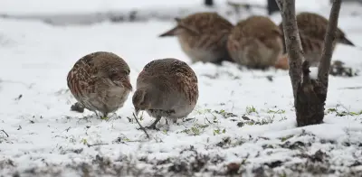 Perdrix rouge ou grise (Alectoris rufa / Perdix perdix) — lâcher de repeuplement, élevage GIBIS dans l' Essonne
