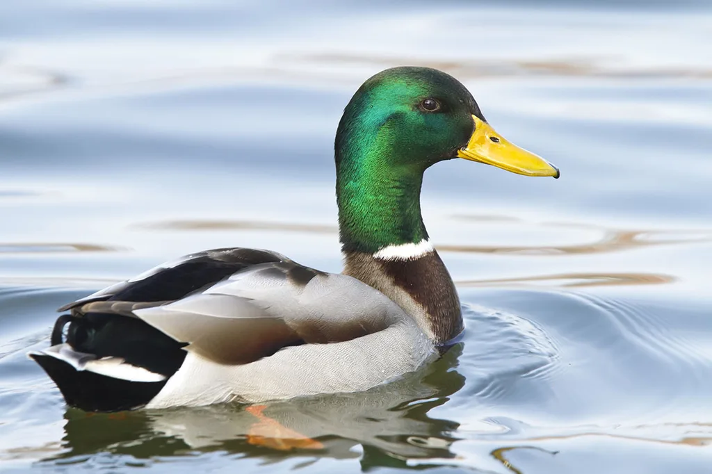 Canard colvert mâle