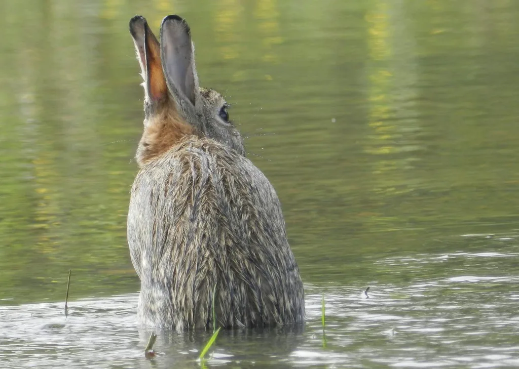 Lièvre dans l'eau