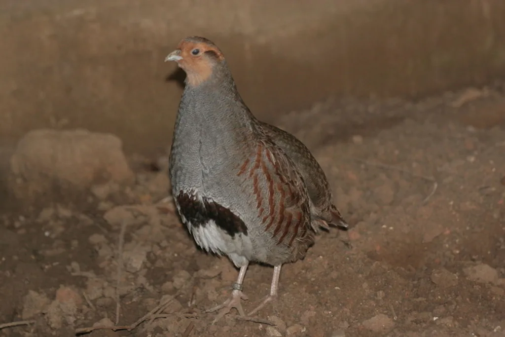 Perdrix grise d'élevage