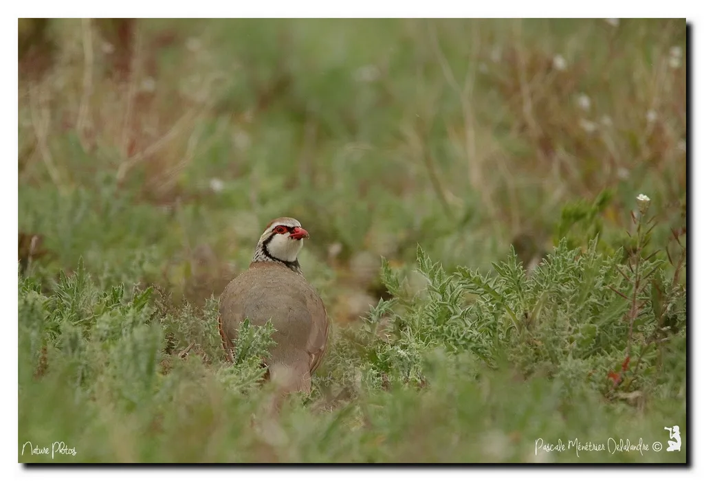Perdrix rouge dans la garrigue